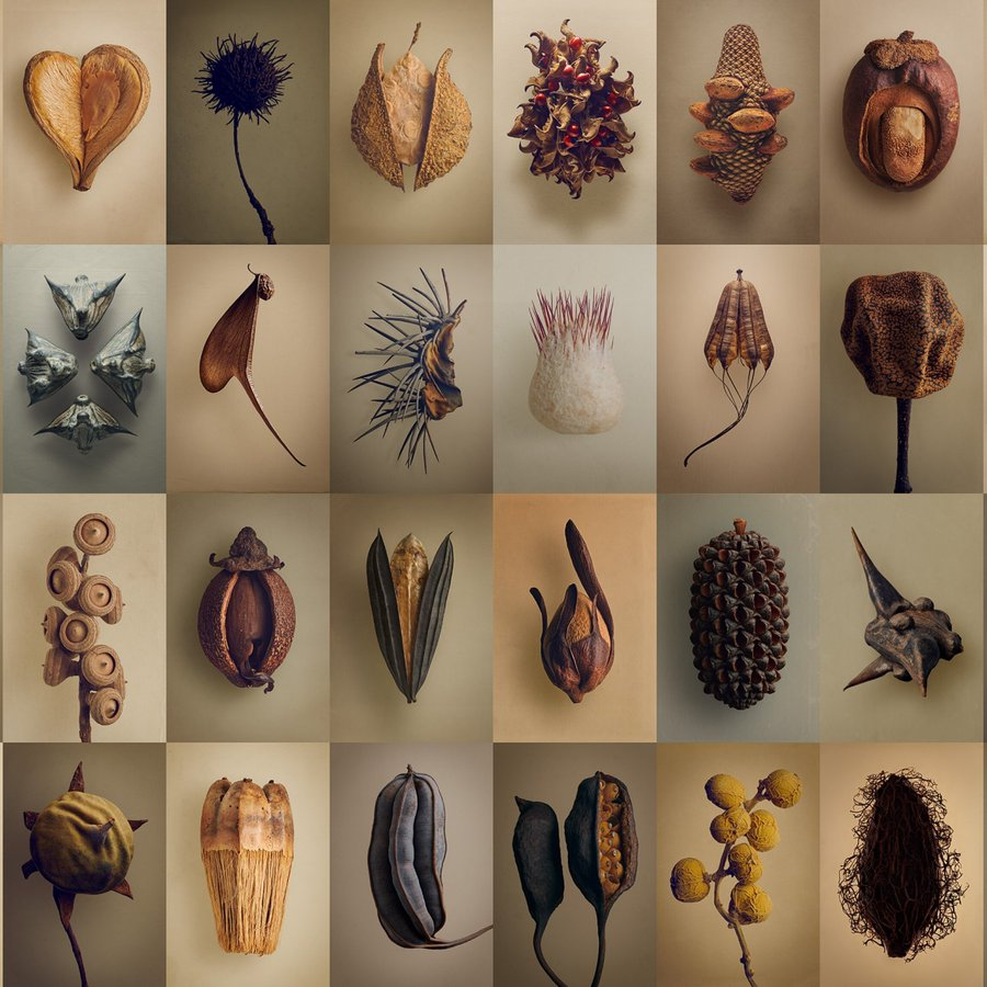 The Botanical Photography of Levon Biss The Hidden Beauty of Seeds & Fruits