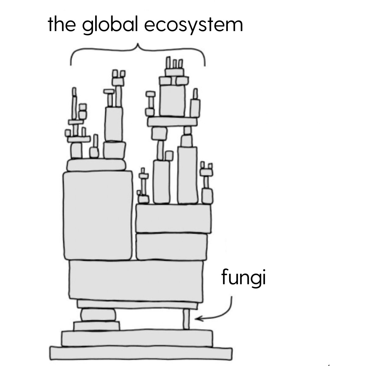 the-role-of-fungi-in-the-global-ecosystem-samim