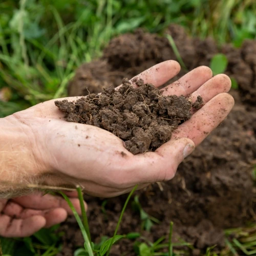 A handful of dark topsoil