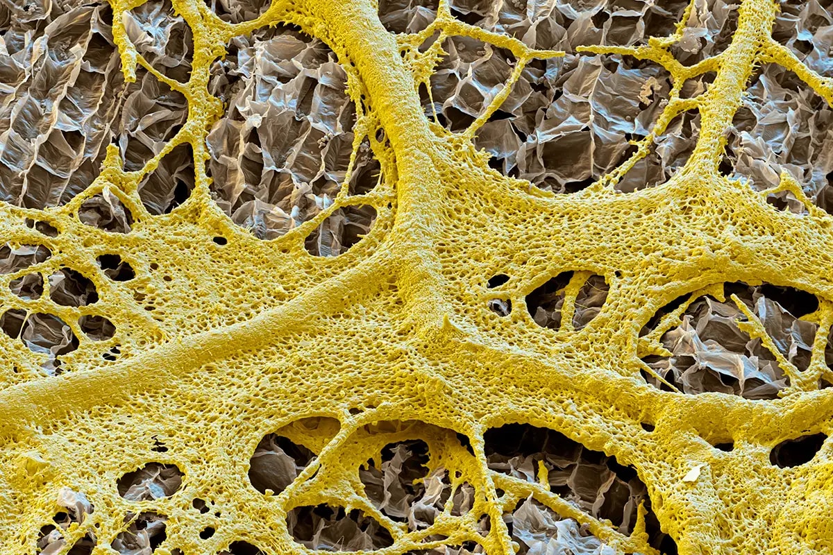 slime-mold-samim