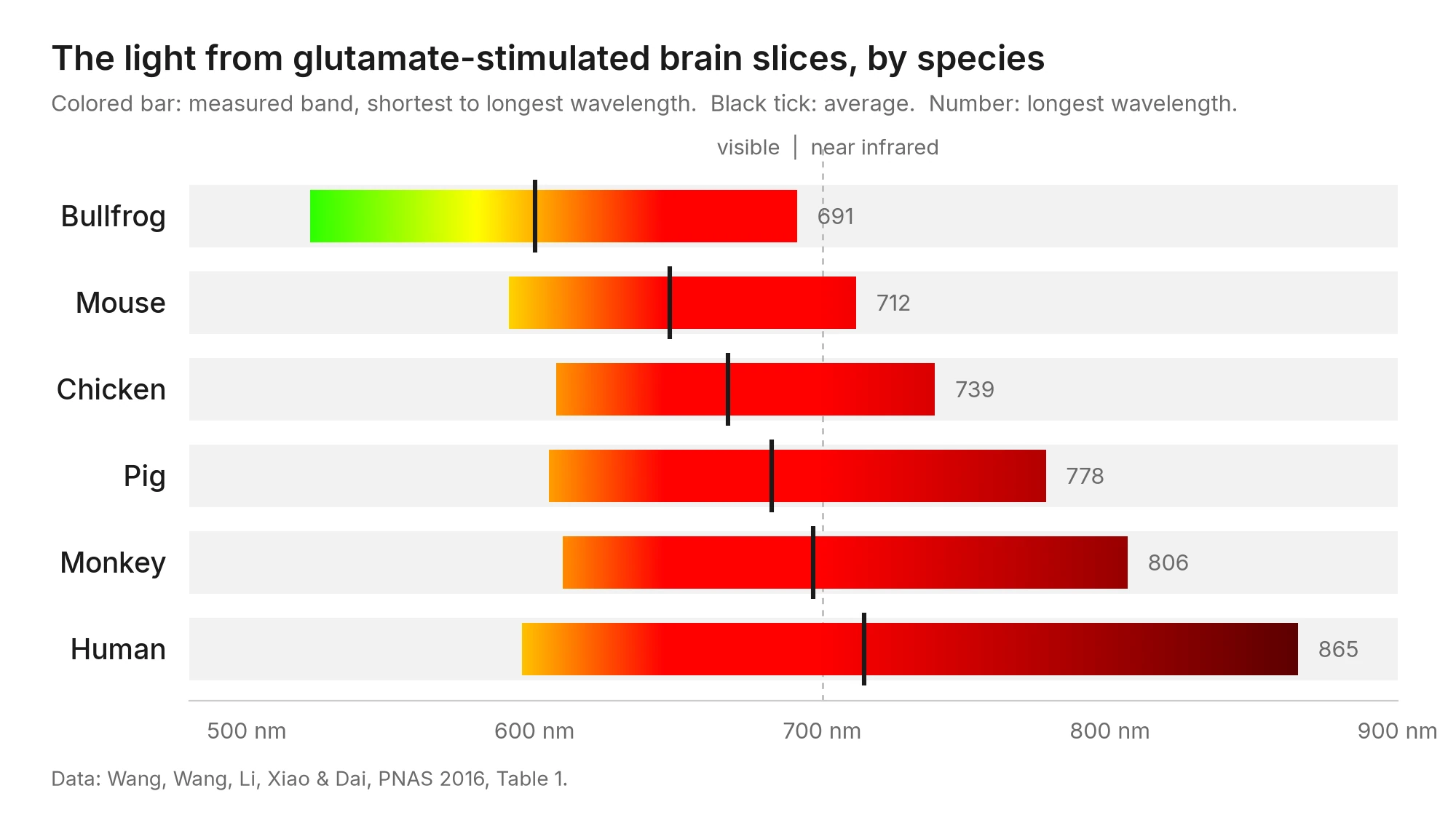 Chart of biophoton wavelength bands for bullfrog, mouse, chicken, pig, monkey and human. The bands stretch further into the near infrared up the list, with the human band reaching 865 nm.