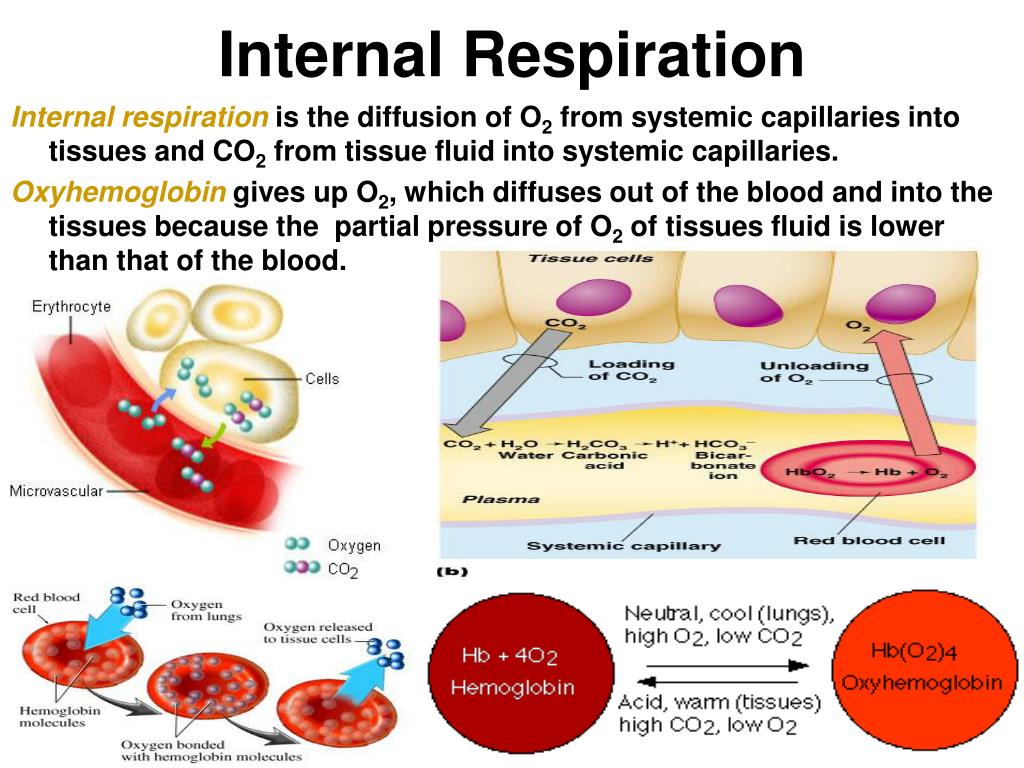 What Is The Other Name Of External Respiration