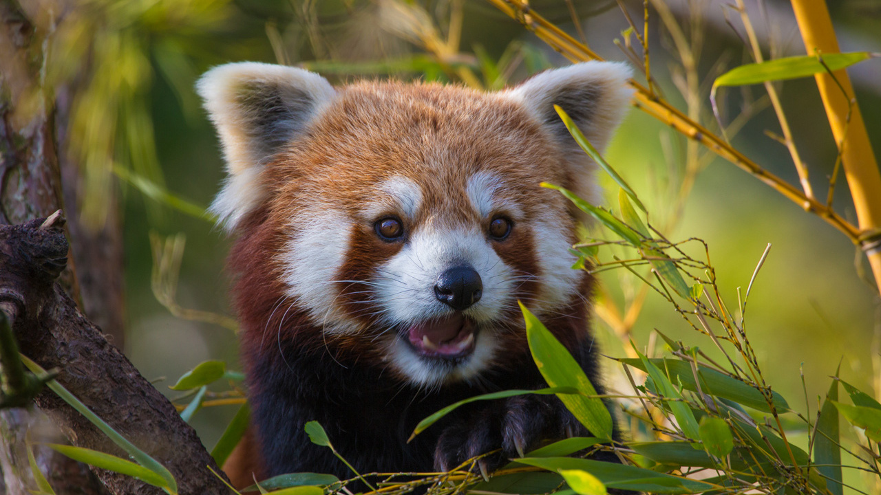 Red panda - samim