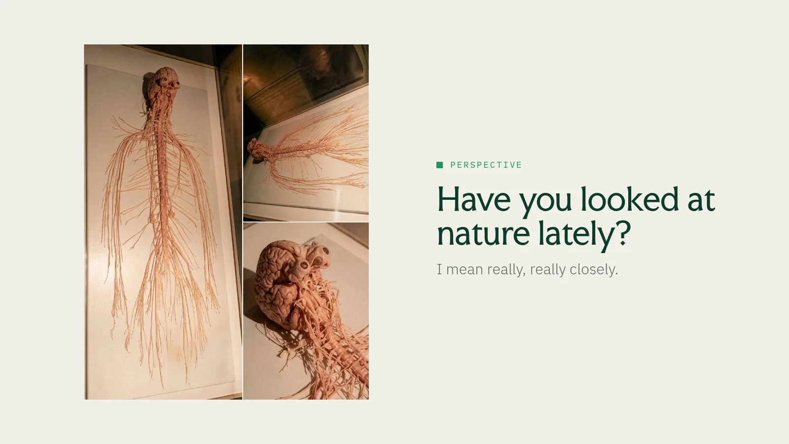 Slide 4: Perspective Have you looked at nature lately? I mean really, really closely.