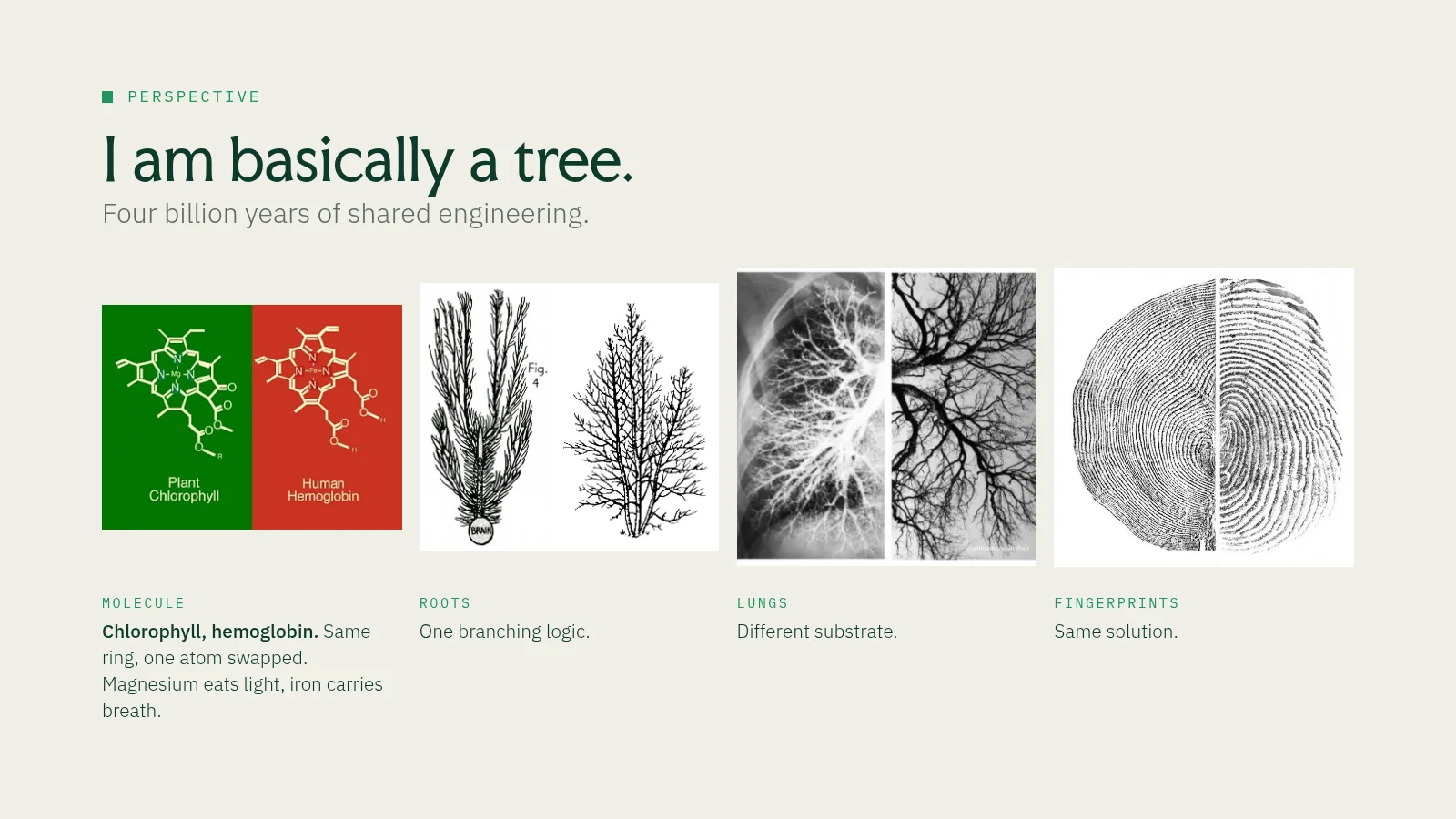 Slide 6: Perspective I am basically a tree. Four billion years of shared engineering. Molecule Chlorophyll, hemoglobin. Same ring, one atom swapped. Magnesium eats light, iron carries breath. Roots One branching logic. Lungs…