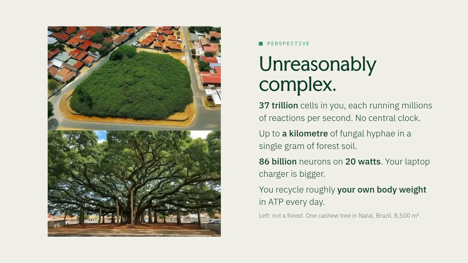 Slide 7: Perspective Unreasonably complex. 37 trillion cells in you, each running millions of reactions per second. No central clock. Up to a kilometre of fungal hyphae in a single gram of forest soil. 86 billion neurons on 20…