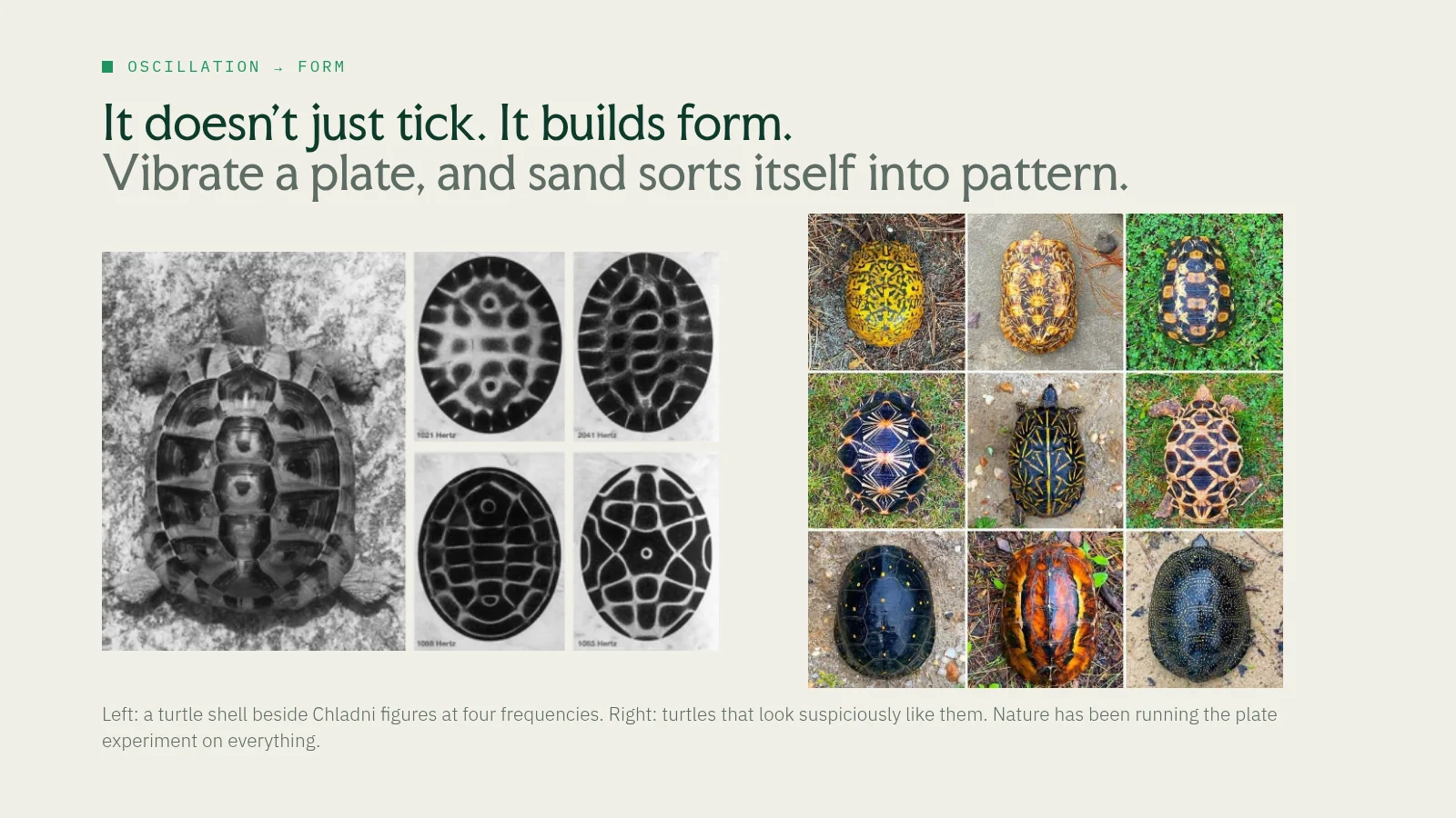 Slide 12: Oscillation → form It doesn't just tick. It builds form. Vibrate a plate, and sand sorts itself into pattern. Left: a turtle shell beside Chladni figures at four frequencies. Right: turtles that look suspiciously like…
