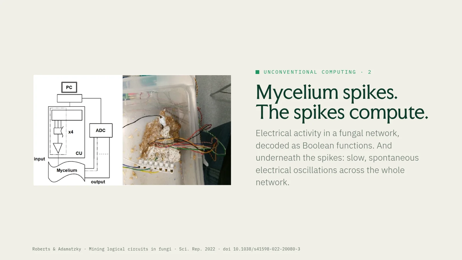 Slide 15: Unconventional computing · 2 Mycelium spikes. The spikes compute. Electrical activity in a fungal network, decoded as Boolean functions. And underneath the spikes: slow, spontaneous electrical oscillations across the…
