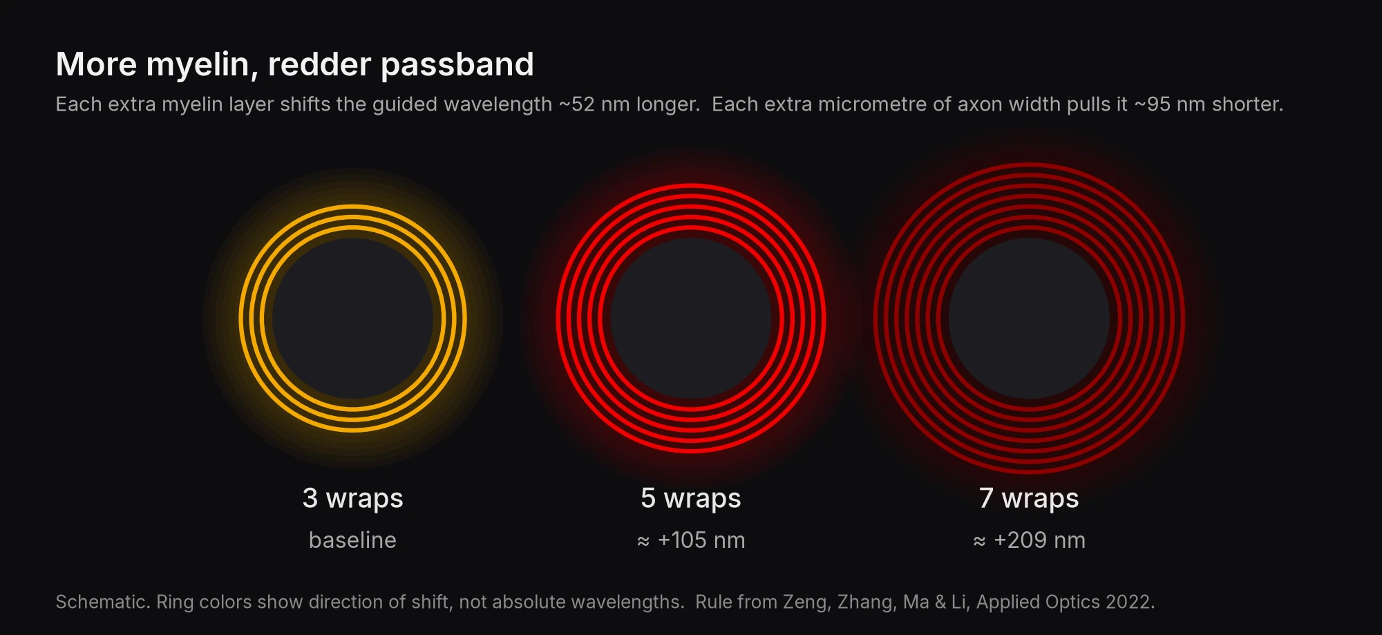 Schematic of three axon cross-sections with 3, 5 and 7 myelin wraps, colored progressively redder, labelled baseline, about plus 105 nm and about plus 209 nm