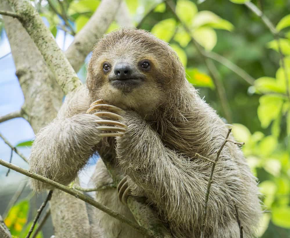 free-stock-photo-of-animal-sloth