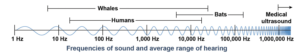 Ультра частоты. Frequency of Sound Waves. Frequency range. Wavelength range of Sound. Sound vawe Frequency.