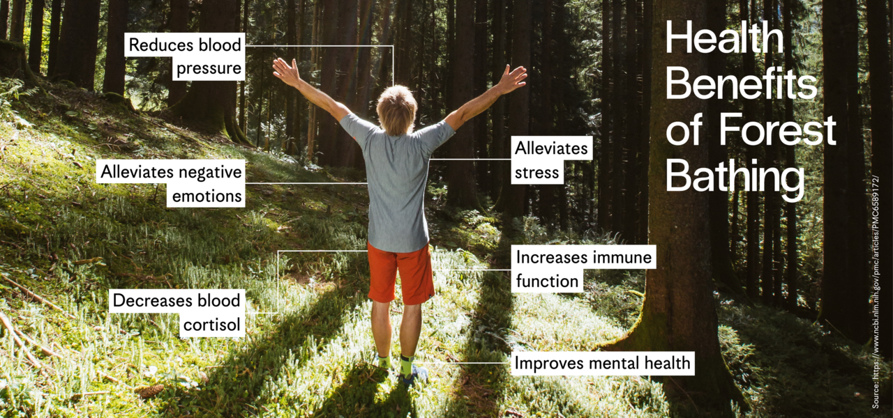 Benefits Of Forest Bathing (Shinrin-Yoku) - Samim