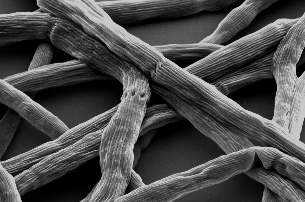 Electron micrograph of cable bacteria filaments, each a chain of thousands of cells