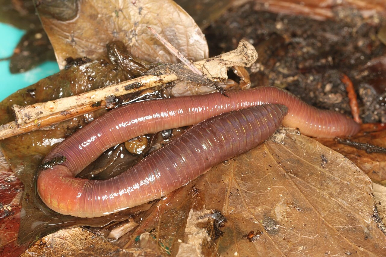 Earthworm (Lumbricus terrestris) on wet leaf litter