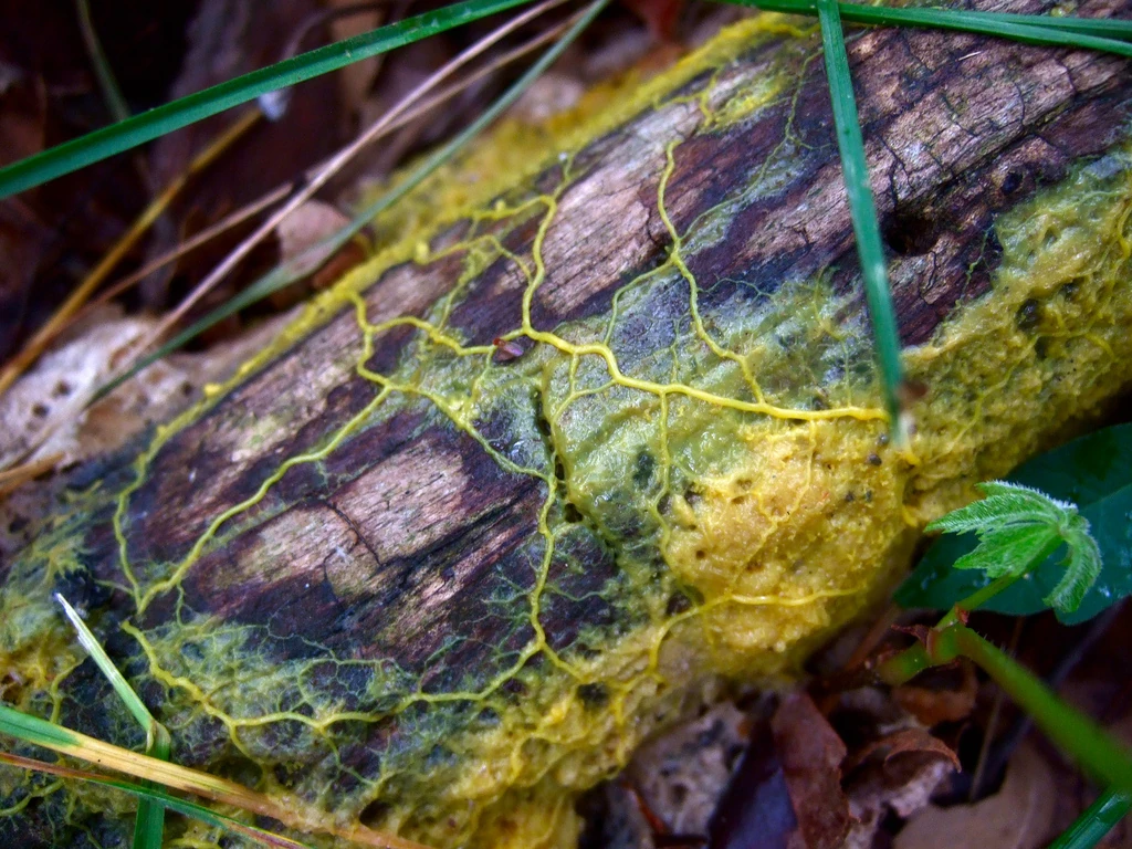 Physarum polycephalum slime mold spreading a vein-like network across a log