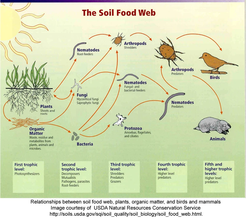 USDA diagram of the soil food web