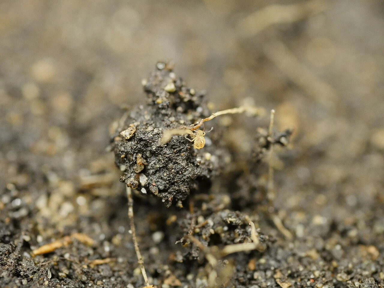 A springtail on a crumb of soil